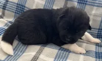 AKC Male 4, a male Akita for sale in Meeker, OK – 2 of 5