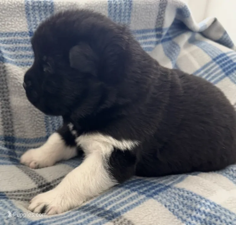 AKC Male 4 – Akita puppy for sale in Meeker, OK