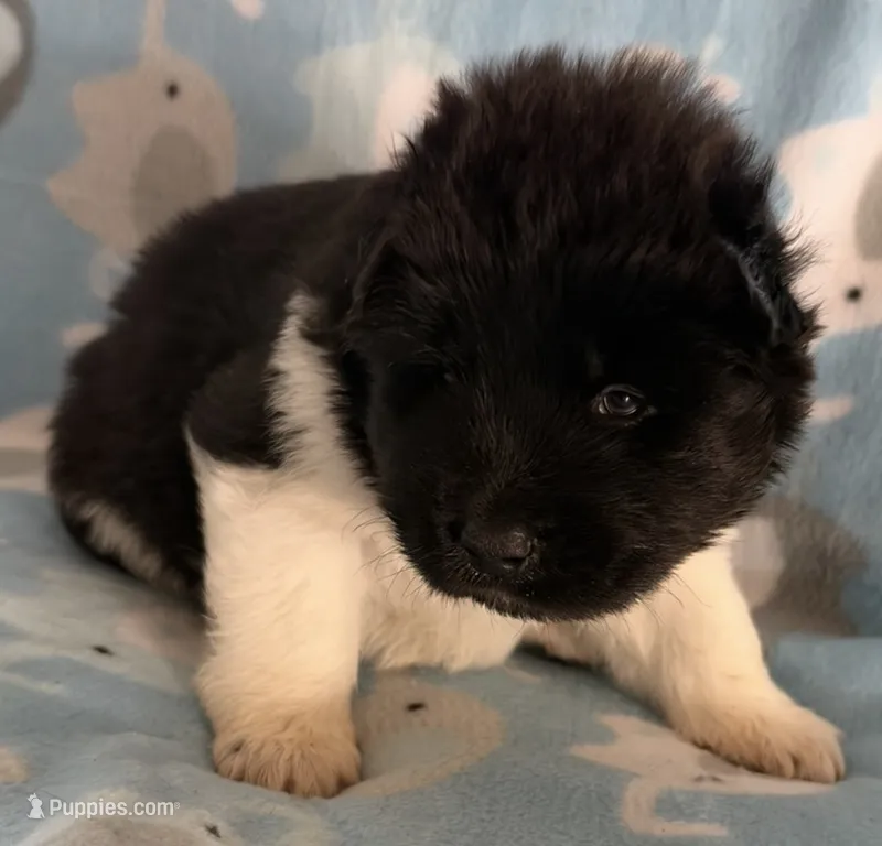 AKC Male 1 – Akita puppy for sale in Meeker, OK