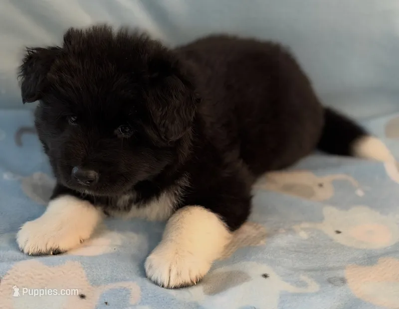 River – Akita puppy for sale in Meeker, OK