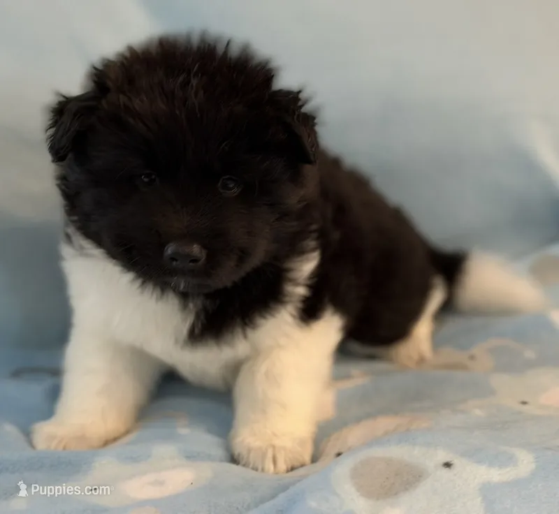 Ranger – Akita puppy for sale in Meeker, OK