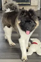 AKC Female 1, a female Akita for sale in Meeker, OK – 5 of 5