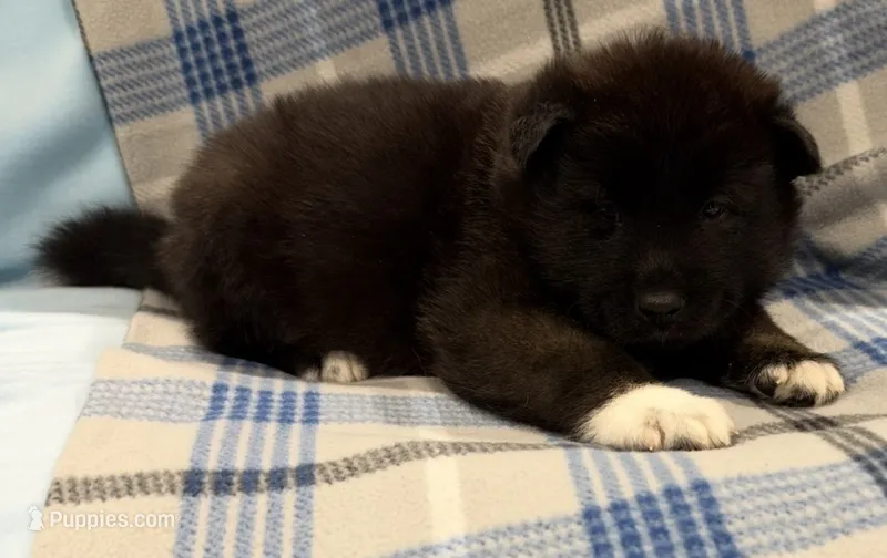 AKC Male 2  – Akita puppy for sale in Meeker, OK
