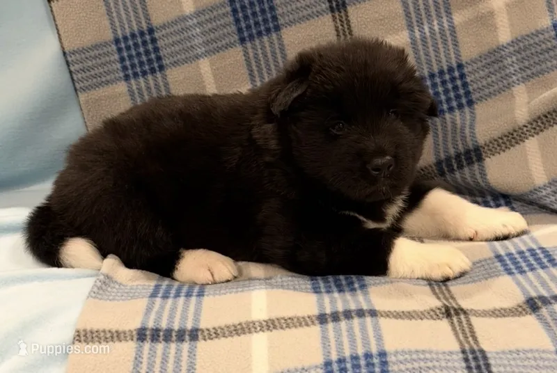 AKC Male 3 – Akita puppy for sale in Meeker, OK