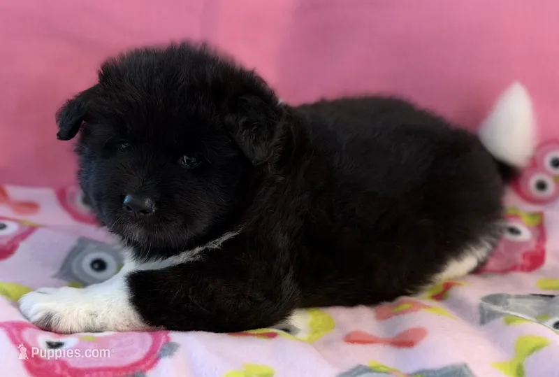 Aspen – Akita puppy for sale in Meeker, OK