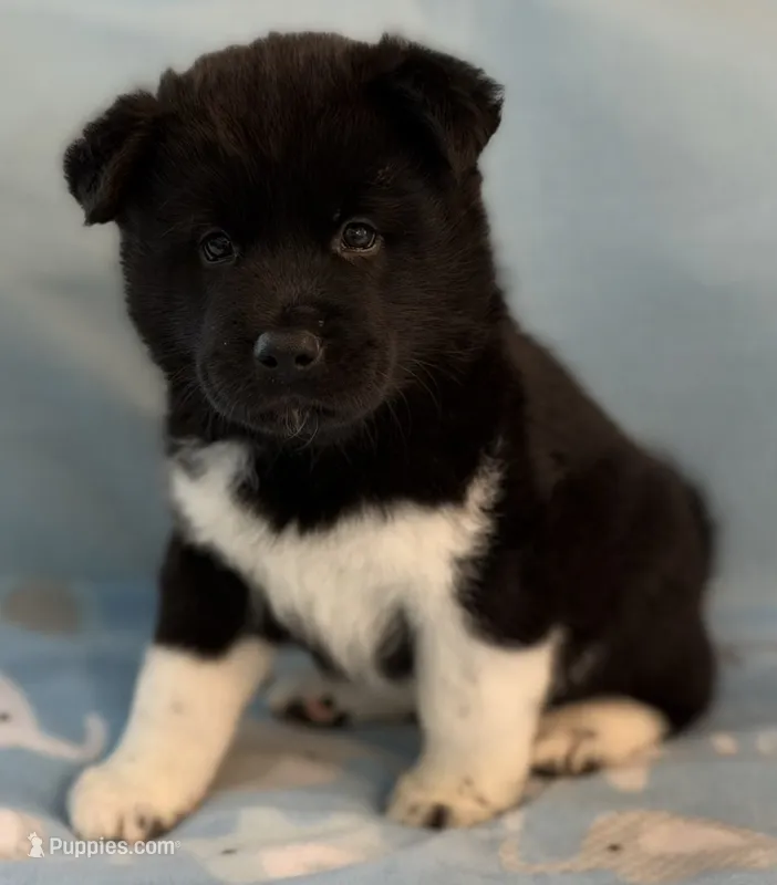 Ruger – Akita puppy for sale in Meeker, OK