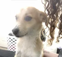 Nibbles, a male Toy Fox Terrier for sale in Fayetteville, AR – 4 of 4