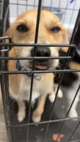 Nibbles, a male Toy Fox Terrier for sale in Fayetteville, AR – 2 of 4