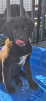 Daisy , a female German Shepherd Dog and Anatolian Shepherd Dog for sale in Weaverville, NC – 5 of 6
