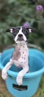 Zoe , a female Boston Terrier and Chinese Crested for sale in Weaverville, NC – 4 of 5