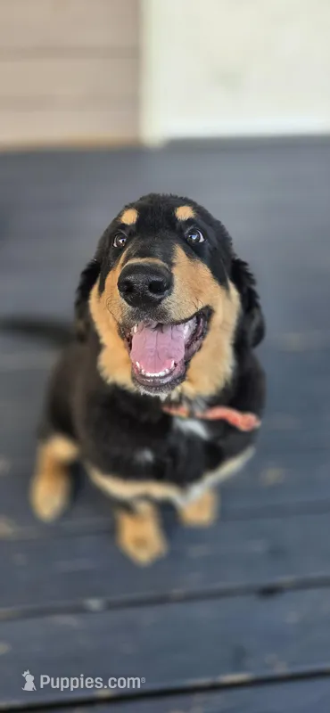 Louie  – Bernese Mountain Dog, Labradoodle puppy for sale in Weaverville, NC