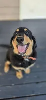 Louie , a male Bernese Mountain Dog and Labradoodle for sale in Weaverville, NC – 1 of 2