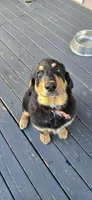 Louie , a male Bernese Mountain Dog and Labradoodle for sale in Weaverville, NC – 2 of 2