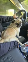Peggy, a female Pug for sale in Weaverville, NC – 2 of 2