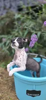 Zoe , a female Boston Terrier and Chinese Crested for sale in Weaverville, NC – 3 of 5