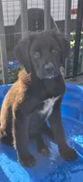 Daisy , a female German Shepherd Dog and Anatolian Shepherd Dog for sale in Weaverville, NC – 6 of 6