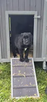 Daisy, a female German Shepherd Dog and Anatolian Shepherd Dog for sale in Weaverville, NC – 2 of 4