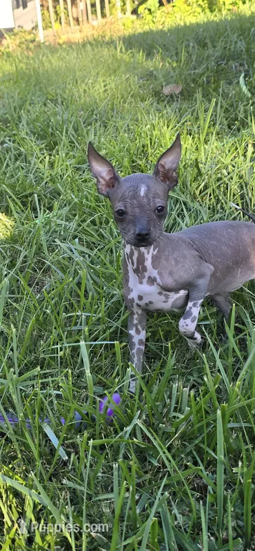 Mia  – Boston Terrier, Chinese Crested puppy for sale in Burnsville, NC