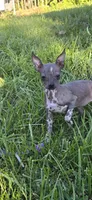 Mia , a female Boston Terrier and Chinese Crested for sale in Burnsville, NC – 1 of 5