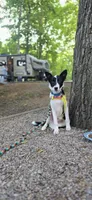 Tucker , a male Border Collie for sale in Weaverville, NC – 3 of 5