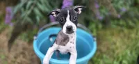 Zoe , a female Boston Terrier and Chinese Crested for sale in Weaverville, NC – 2 of 5