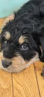 Tommy, a male Bernese Mountain Dog and Labradoodle for sale in Weaverville, NC – Photo 4 of 9