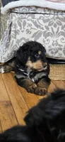Tommy, a male Bernese Mountain Dog and Labradoodle for sale in Weaverville, NC – Photo 3 of 9