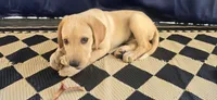Daisy, a female German Shepherd Dog and Anatolian Shepherd Dog for sale in Weaverville, NC – 4 of 4