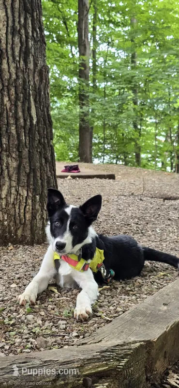 Tucker  – Border Collie puppy for sale in Weaverville, NC