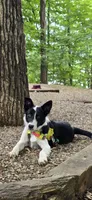 Tucker , a male Border Collie for sale in Weaverville, NC – 1 of 5