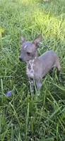 Mia , a female Boston Terrier and Chinese Crested for sale in Burnsville, NC – 3 of 5