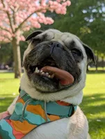 Peggy, a female Pug for sale in Weaverville, NC – 1 of 2