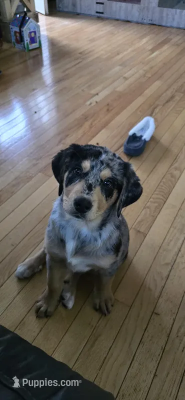 Happy – Bernese Mountain Dog, Labradoodle puppy for sale in Weaverville, NC