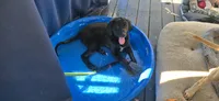 Daisy , a female German Shepherd Dog and Anatolian Shepherd Dog for sale in Weaverville, NC – 4 of 6