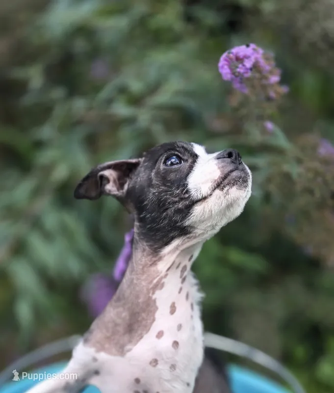 Zoe  – Boston Terrier, Chinese Crested puppy for sale in Weaverville, NC