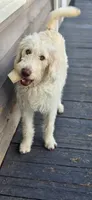 Benny , a male Labradoodle for sale in Weaverville, NC – 2 of 3
