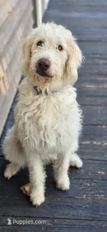 Benny  – Labradoodle puppy for sale in Weaverville, NC