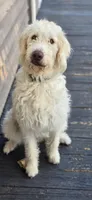 Benny , a male Labradoodle for sale in Weaverville, NC – 1 of 3