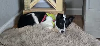 Tucker , a male Border Collie for sale in Weaverville, NC – 4 of 5