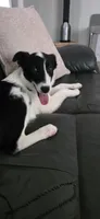 Tucker , a male Border Collie for sale in Weaverville, NC – 2 of 5