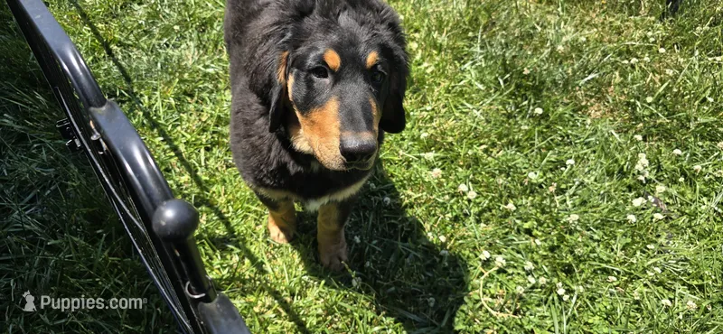 Louie  – Bernese Mountain Dog, Labradoodle puppy for sale in Weaverville, NC