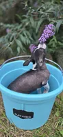 Zoe , a female Boston Terrier and Chinese Crested for sale in Weaverville, NC – 5 of 5