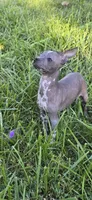 Mia , a female Boston Terrier and Chinese Crested for sale in Burnsville, NC – 2 of 5