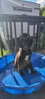 Daisy , a female German Shepherd Dog and Anatolian Shepherd Dog for sale in Weaverville, NC – 2 of 6