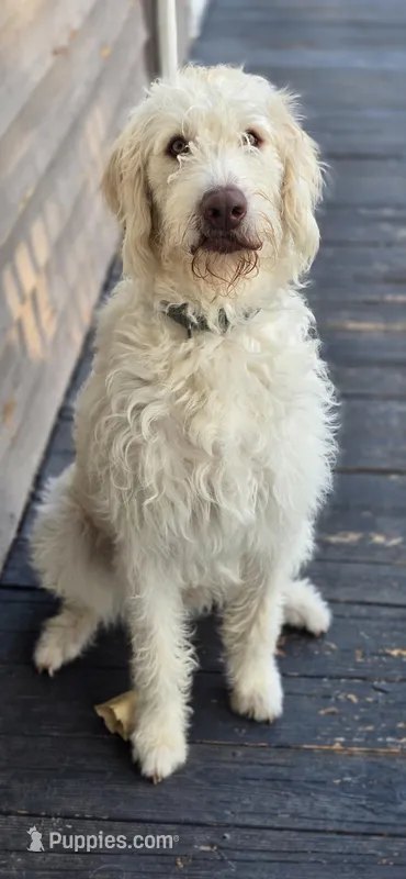 Benny , a male Labradoodle for sale in Weaverville, NC – 1 of 1