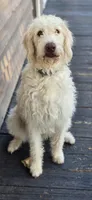 Benny , a male Labradoodle for sale in Weaverville, NC – 1 of 1