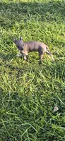 Mia , a female Boston Terrier and Chinese Crested for sale in Burnsville, NC – 5 of 5