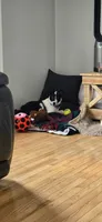 Tucker , a male Border Collie for sale in Weaverville, NC – 5 of 5