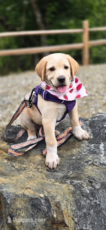 Lily  – German Shepherd Dog, Anatolian Shepherd Dog puppy for sale in Weaverville, NC