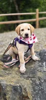 Daisy, a female German Shepherd Dog and Anatolian Shepherd Dog for sale in Weaverville, NC – 3 of 4